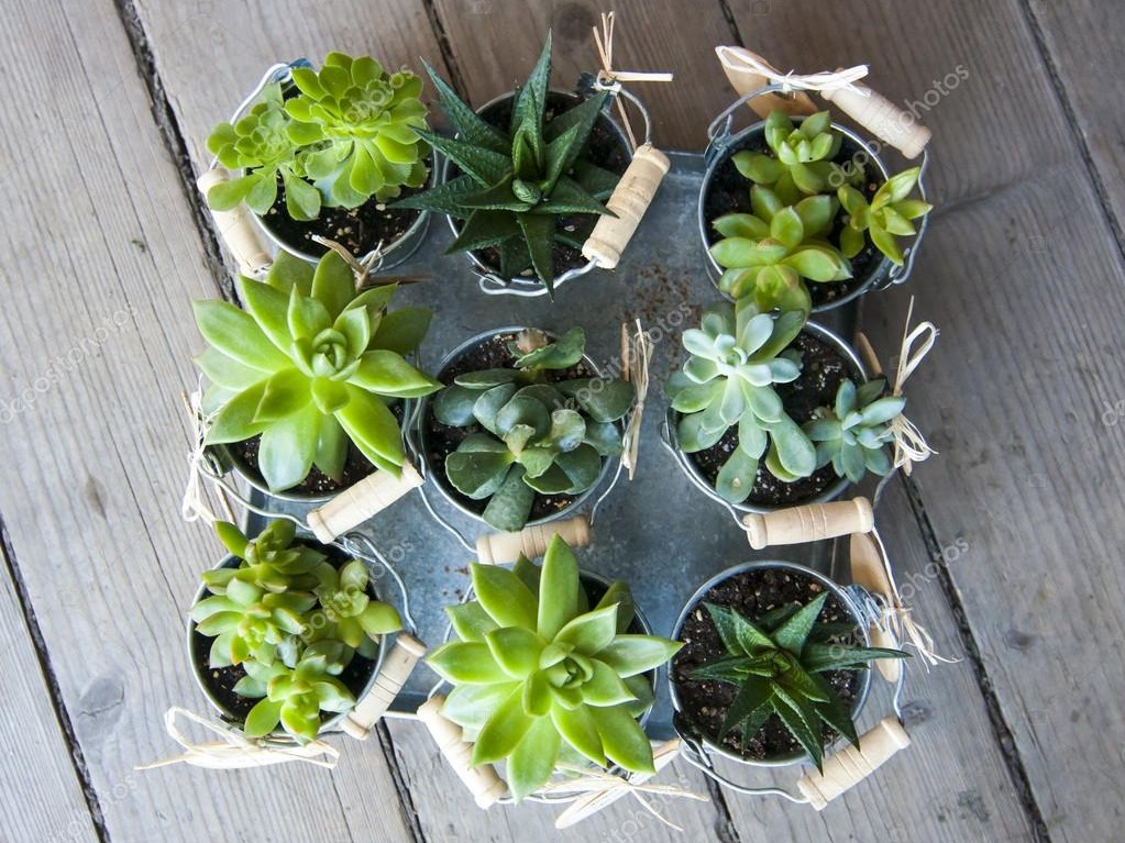 Garden Improvements - when choosing plants and flowers pay attention to the pH of your soil as well as the local climate